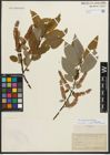 Foto von Salix pyrifolia Andersson